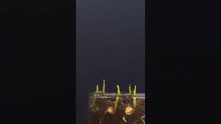 corn 🌽 seed growing time lapse #shorts #viralshorts #trendingshorts