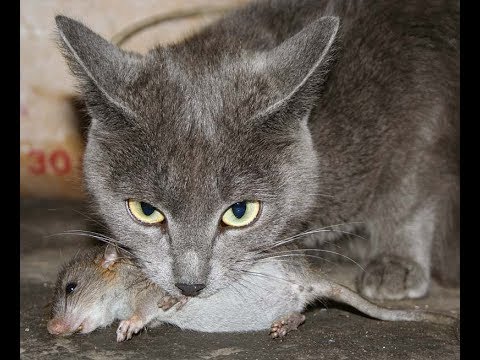 Окрас кошки ( кота ) влияет на её умение ловить мышей ? Окрас кошки ( кота ) влияет на её умение ловить мышей ?