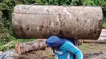 Người đàn ông làm điều không tưởng khi vác cả khúc gỗ khổng lồ lên xe chỉ bằng sức người 💪