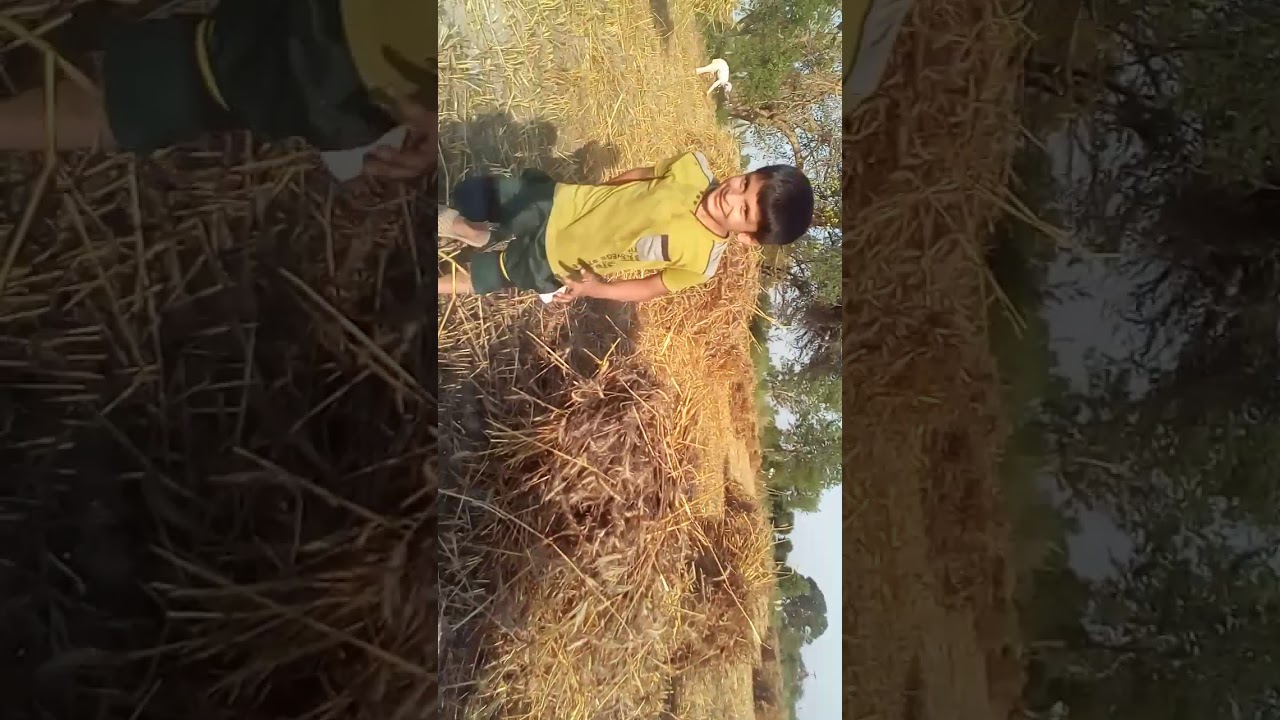 Fitness work in wheat field.