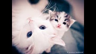 Cute White Kitten Calling her Mother..!!