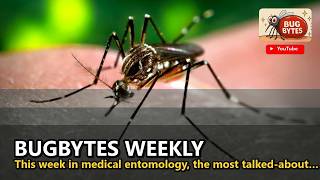 Mosquitoes that DO NOT bite