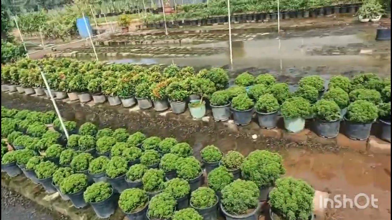 Andar ki beautiful garden and#indoor plants#saradas 