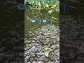 ត្រីអណ្ដែង