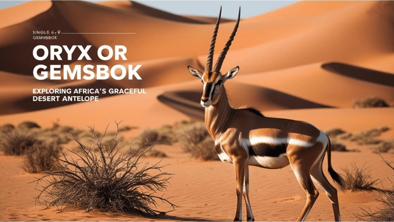 "Oryx or Gemsbok: Exploring Africa’s Graceful Desert Antelope"