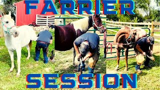 Auction Ponies First Farrier Visit|I bought 3 ponies from an Auction!