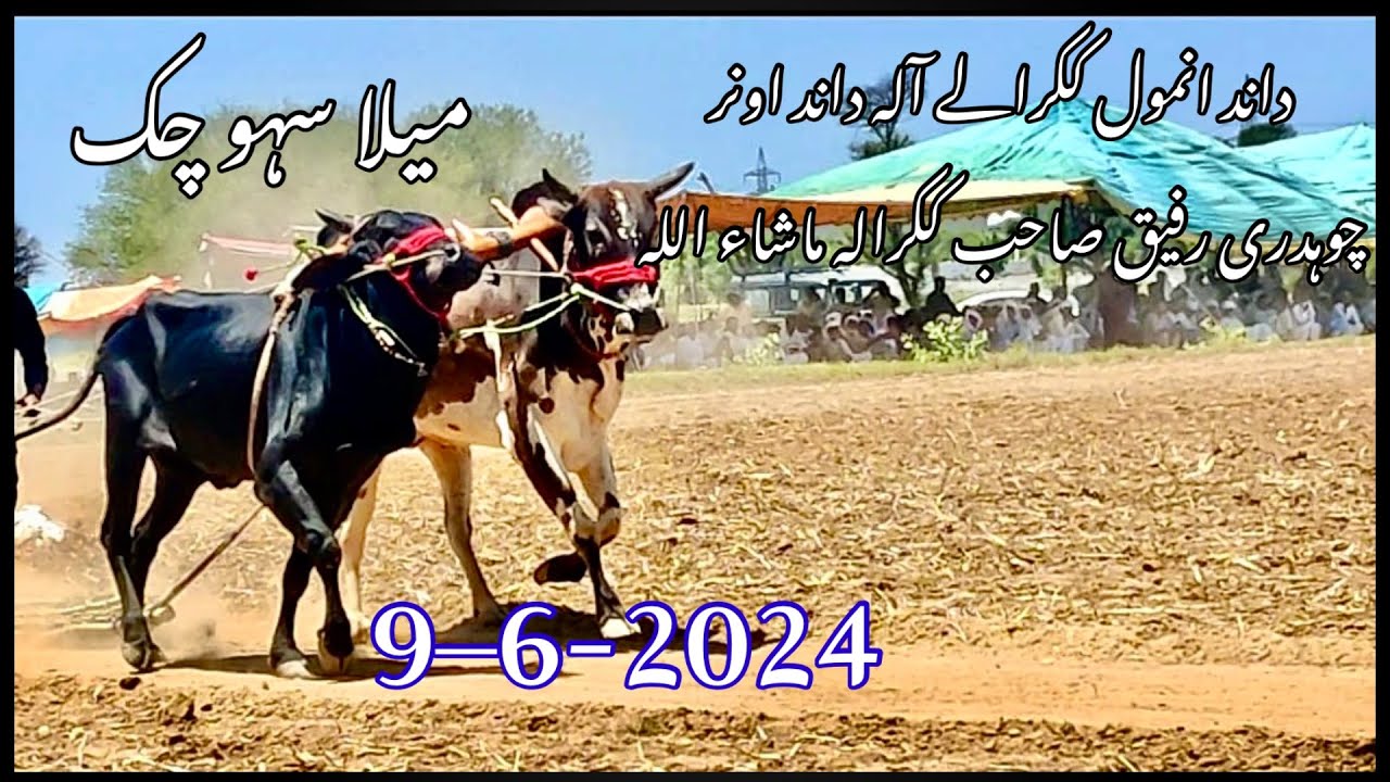 Ch Rafeeq Bull race Dina //Ch rafeeq //Akhara Jhelum/ Bull race chakswari - YouTube