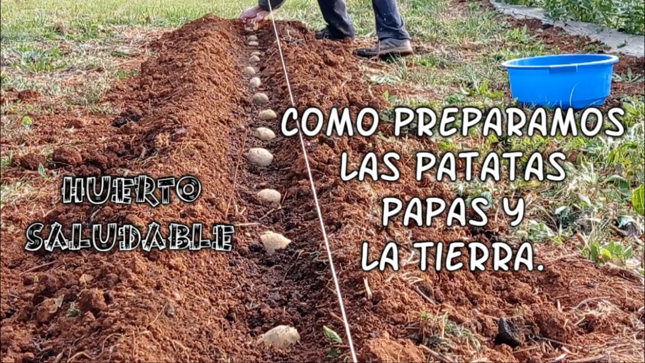 Cómo sembrar patatas