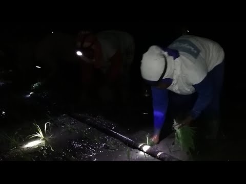 Live Tanam Padi Di Sragen Pada Malam Hari