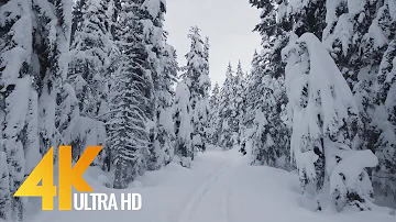 4K Winter Hike through Snowy Forest with Snow Crunch Sound - Scenic Trails of Canada - Part #2