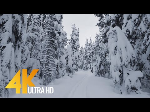 Hike through Snowy Forest with Snow Crunch Sound Scenic Trails of Canada