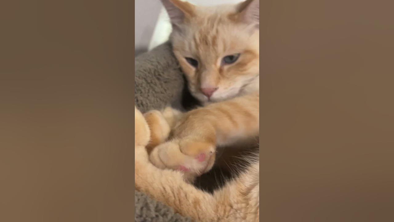 Cat loves his cat tree YouTube
