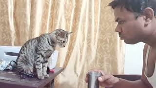 funny viral clips  best #funnycats  #trending # animals #1 44 by Wild Pets 57 views 3 months ago 1 minute, 2 seconds