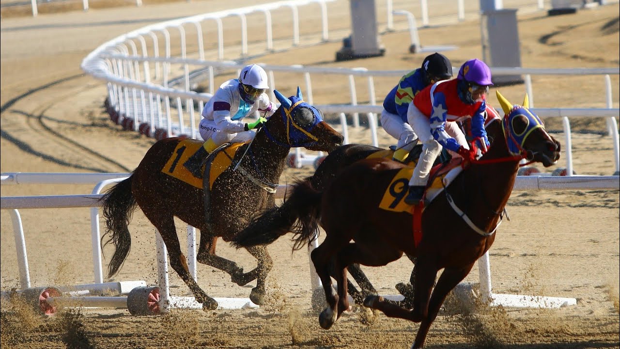 🔴 Going Live from Sharjah 🐎 | The Thrill of Horse Racing