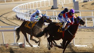 🔴 Going Live from Sharjah 🐎 | The Thrill of Horse Racing
