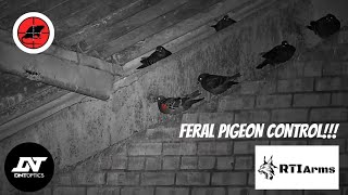 EPIC FERAL PIGEON CONTROL - THE BEST ON YOUTUBE 10 @DNTOptics ZULUS 3-12