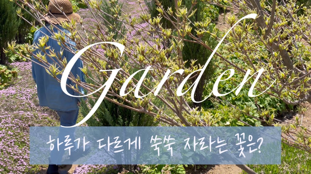 [Garden] 하루가 다르게 쑥쑥 자라는 꽃은? 🌸 봄 가드닝 즐기기 | 5월 정원, 꽃, 나무, 힐링