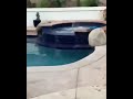 Dog in the Jacuzzi