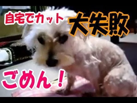 自宅でカット大失敗ナナごめん Trimming A Dog At Home Debacle Youtube