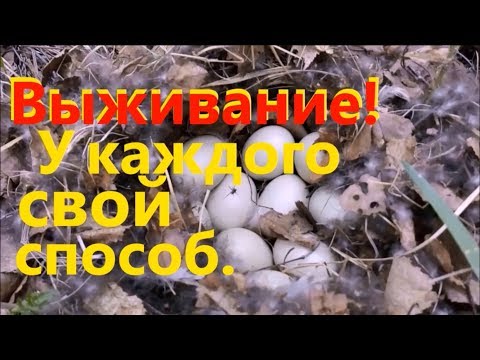 Вопрос: Какая птица подкладывает свои яйца в чужие гнёзда?