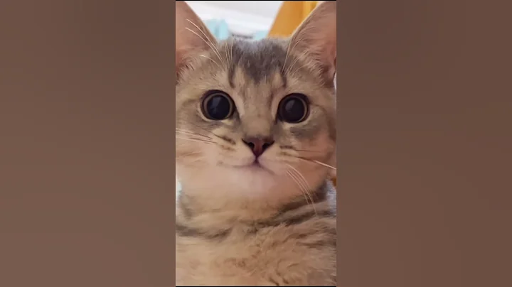 Watch the video about #cat #funny #happycats #catmemes #music #memes #trending #trendingshorts #new #reels