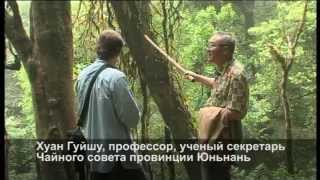 Краткое содержание фильма "Китайский чай" Краткое содержание фильма "Китайский чай"