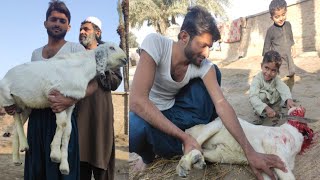 Big  goat 🐐 and Chota Kasai in village | Punjab village