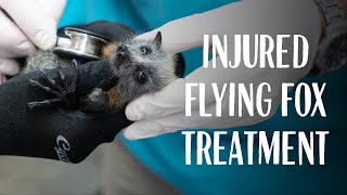 Vets Treat Injured Fruit Bat at Taronga Wildlife Hospital *Flying Fox*