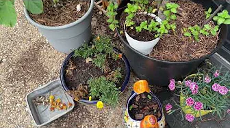 Don't Forget To Save Your Flower Seeds!