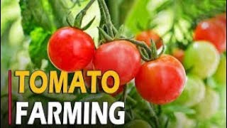 Tomato Ki Kheti| 🤑Ek Ekad Se Kame 10 - 15 Lack🤑| 50 - 70Ton Tamater