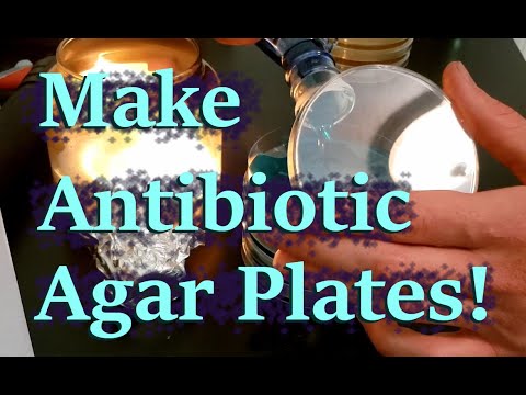 Make Agar Plates with Antibiotics | How To