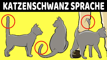 Haben Katzen Nerven in ihrem Schwanz?