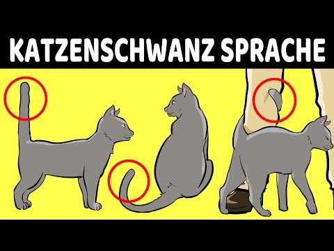 Video: Wie Hunde sich in Hitze benehmen