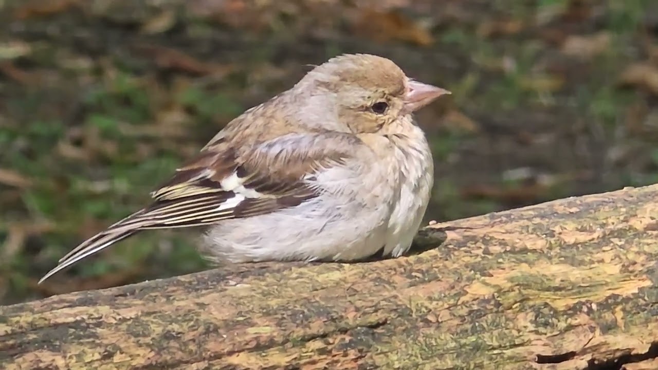 2025-07-22 LJUBLJANA Krajinski park Tivoli PASSERIFORMES Fringillidae ŠČINKAVEC