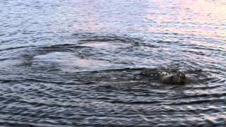 Manatee Mating 1