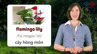“Cay” trong Tiếng Anh là gì: Định Nghĩa, Ví Dụ Anh Việt