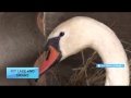 Local attraction: Swans overwinter in ponds in western Ukraine