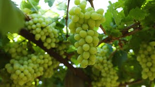 Australian table grape promo