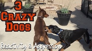 Watch 3 fearful and reactive dogs meet Bosco