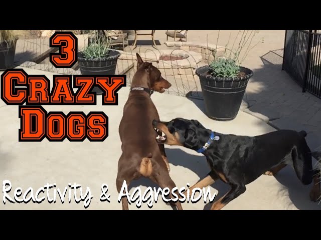 Watch 3 fearful and reactive dogs meet Bosco class=