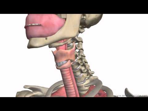 Respiratory System Introduction - Part 1 (Nose to Bronchi) - 3D Anatomy Tutorial