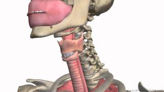 Respiratory System Introduction - Part 1 (Nose to Bronchi) - 3D Anatomy Tutorial