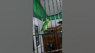 Lovebird ngekek panjang durasi 1menit