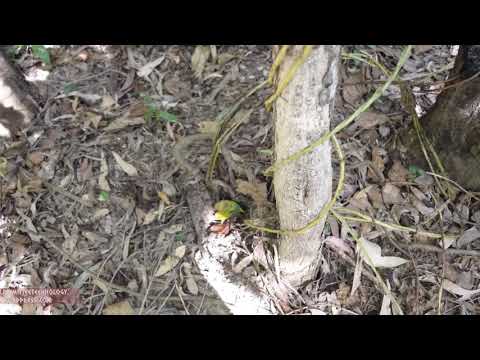 ბრძოლა გადარჩენისათვის