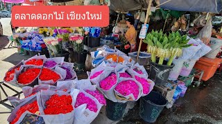 เช็คอิน 5 ทุ่งดอกไม้เชียงใหม่