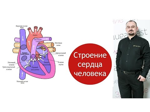 Общее строение сердечной мышцы.