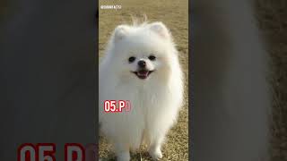 Top 10 Cutest Puppies In The World 2024  #shorts #top10