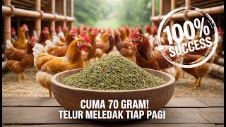 DIHINA MISKIN! Pak Supri Buktikan 20 Ayam ELBA Bisa Bangkitkan Ekonomi Keluarga (Kisah Nyata)