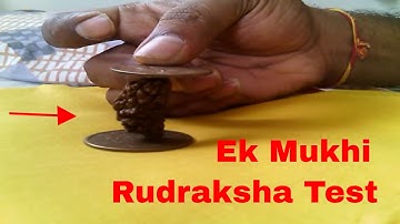 Ek mukhi rudraksha, ek mukhi rudraksha test, 1 mukhi rudraksha, original ek mukhi rudraksha