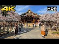 🌸 [4K HDR] Plum Blossoms (Ume) In Yushima Tenmangu Shrine | Tokyo, Japan 🇯🇵